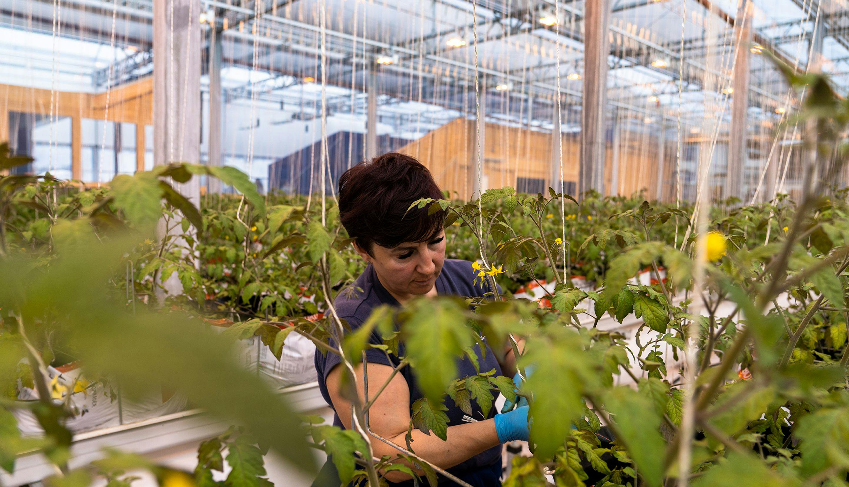 Arbeider høster tomater i veksthuset på den magiske fabrikken.